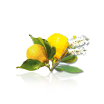 Camylle Voile de Sauna – Cajeput / Citron