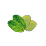 Camylle Voile de Sauna - Eucalyptus / Menthe