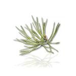 Camylle Voile de Sauna - Pin