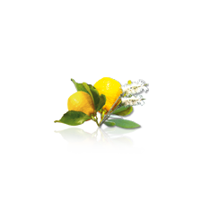 Camylle Velours de Spa - Cajeput / Citron – Bild 2